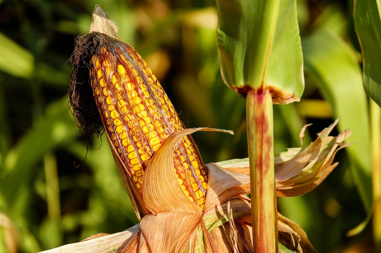 jak zrobić zacier z kukurydzy